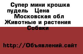 Супер мини крошка пудель › Цена ­ 20 000 - Московская обл. Животные и растения » Собаки   